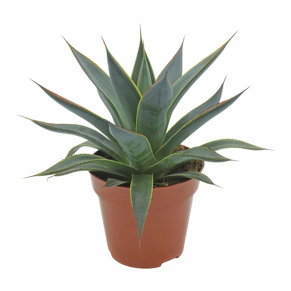 089 shangao_gardening アガベ Agave チタノタ 白鯨錦 縞斑錦 永久斑