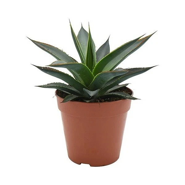 Agave 'Shaka Zulu' 12cm - Cowell's Garden Centre | Woolsington