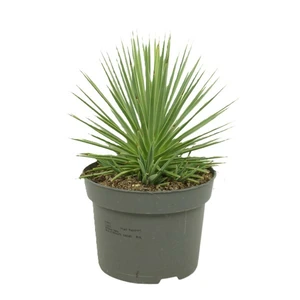 Agave stricta 'Nana' 13cm