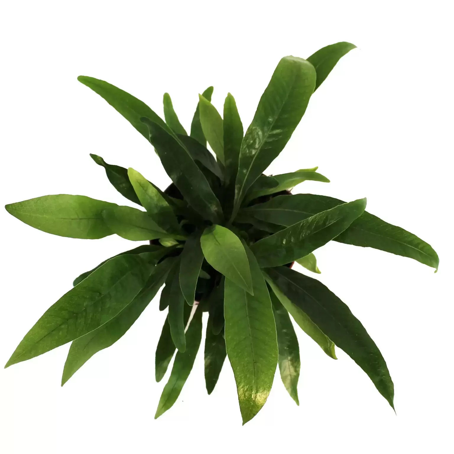 Aglaomorpha coronans 12cm - Cowell's Garden Centre | Woolsington