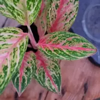 Aglaonema
