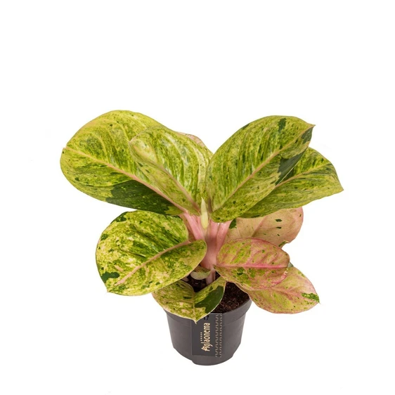 Aglaonema 'Apple Fantasy' - image 1