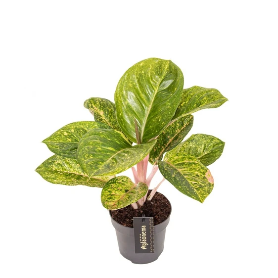 Aglaonema 'Apple Green' - image 1