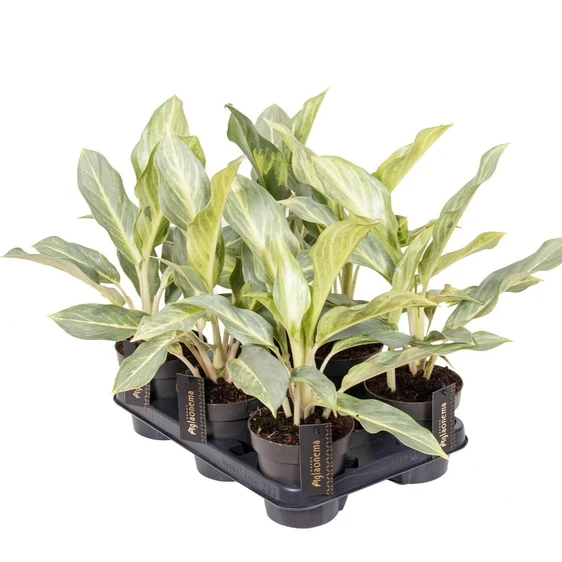 Aglaonema 'Aqua Green' - image 2