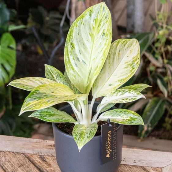 Aglaonema 'Arctic Lime' - image 2