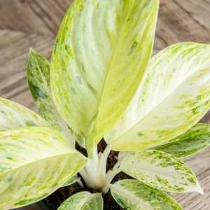 Aglaonema 'Arctic Lime' - image 3