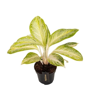 Aglaonema 'Arctic Lime' - image 1