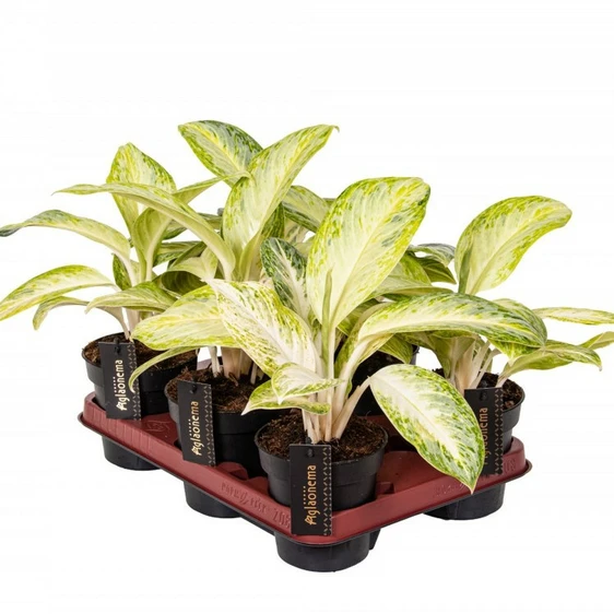 Aglaonema 'Arctic Lime' - image 4