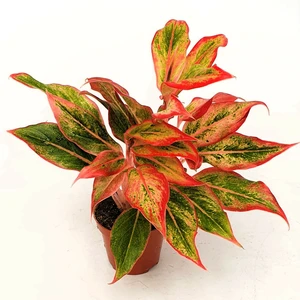 Aglaonema 'Aurora Gold'