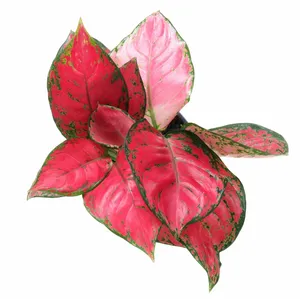 Aglaonema 'Beauty Red'