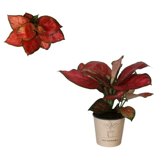 Aglaonema 'Beauty Red'