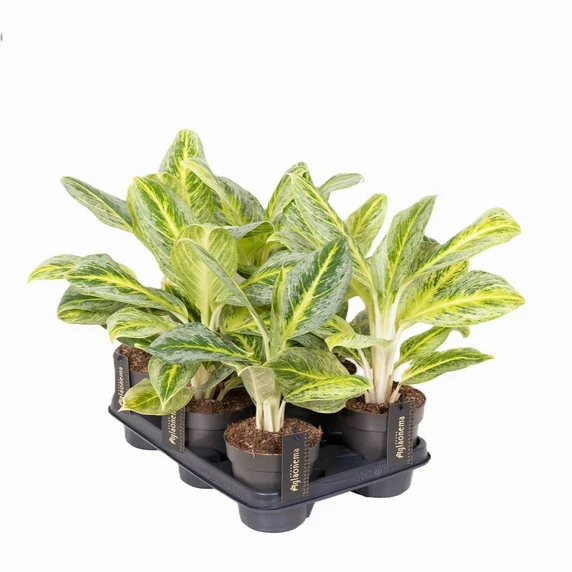 Aglaonema 'Bitter Lemon' - image 2