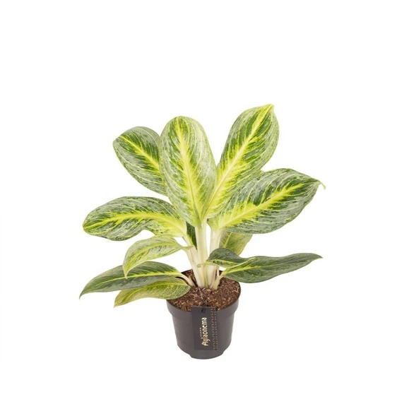 Aglaonema 'Bitter Lemon' - image 1