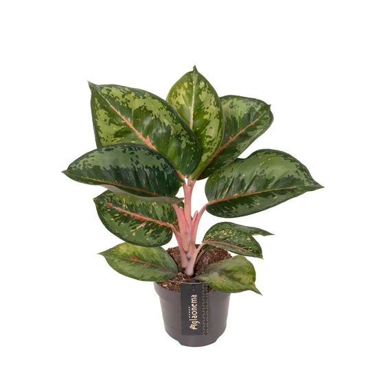 Aglaonema 'Camo Rubina' - image 1