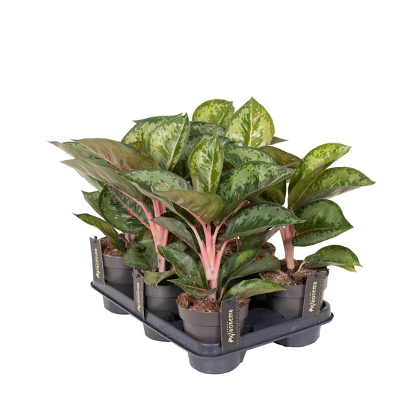 Aglaonema 'Camo Rubina' - image 2