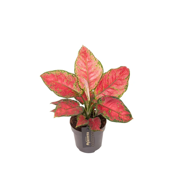 Aglaonema 'Cayenne Red' - image 1