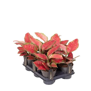 Aglaonema 'Cayenne Red' - image 2