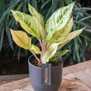 Aglaonema 'Chartreuse Pretty' - image 2