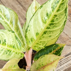 Aglaonema 'Chartreuse Pretty' - image 3