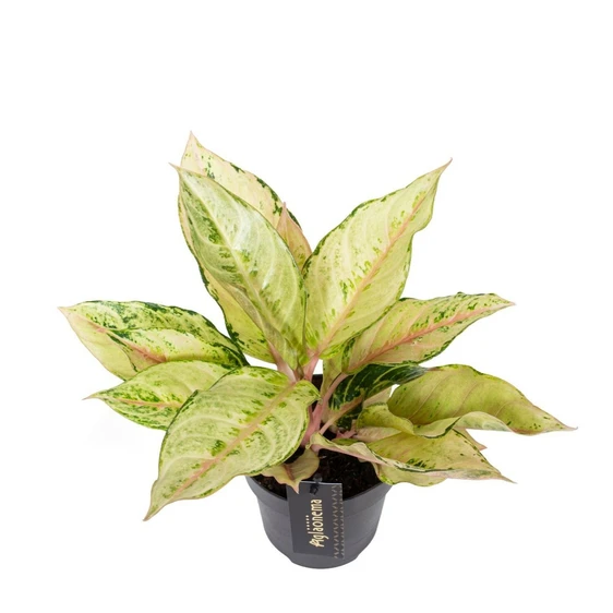 Aglaonema 'Chartreuse Pretty' - image 1