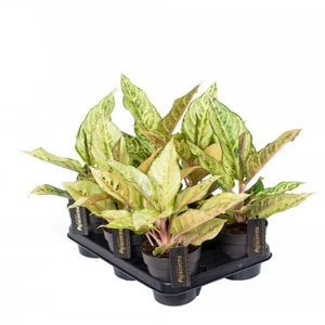 Aglaonema 'Chartreuse Pretty' - image 4