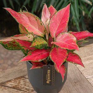 Aglaonema 'Cherry Baby' - image 2