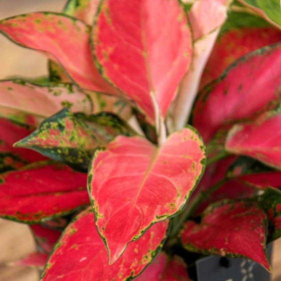 Aglaonema 'Cherry Baby' - image 3