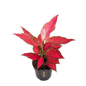 Aglaonema 'Cherry Baby' - image 1