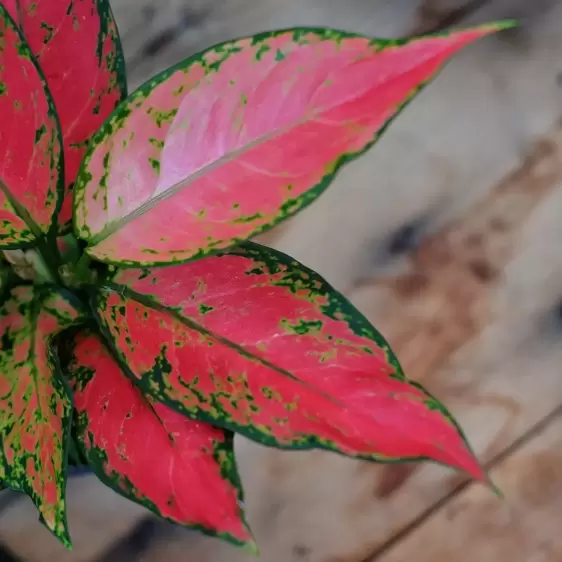 Aglaonema 'Cherry Baby' - image 4