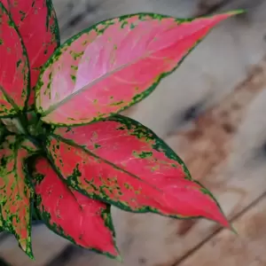 Aglaonema 'Cherry Baby' - image 4