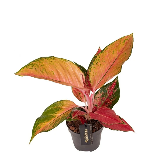 Aglaonema 'Chilli Red' - image 1