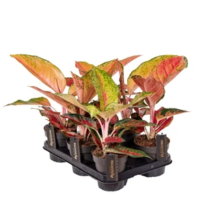 Aglaonema 'Chilli Red' - image 2