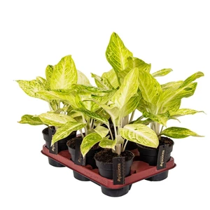 Aglaonema 'Citronelle' - image 2