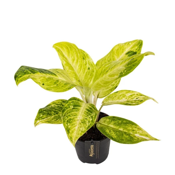 Aglaonema 'Citronelle' - image 1