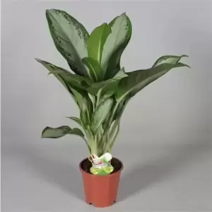 Aglaonema 'Cleopatra'