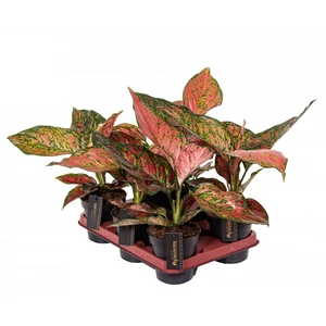 Aglaonema 'Coral Red' - image 4