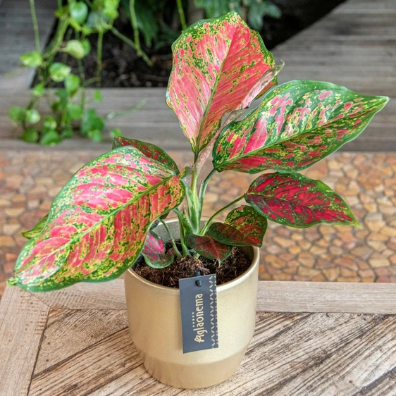 Aglaonema 'Coral Red' - image 2