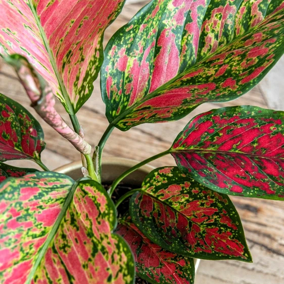 Aglaonema 'Coral Red' - image 3