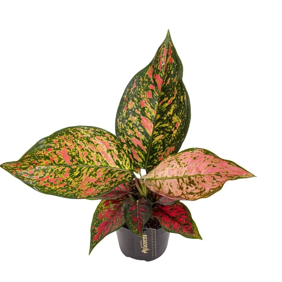 Aglaonema 'Coral Red' - image 1