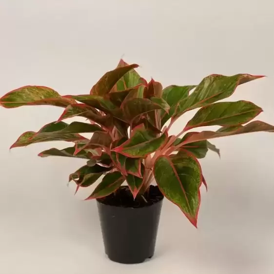 Aglaonema 'Crete'