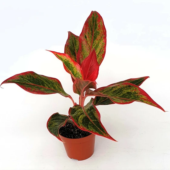 Aglaonema 'Crete Flame'