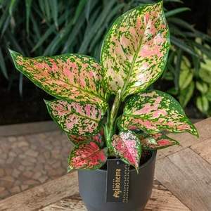 Aglaonema 'Crimson Love' - image 2