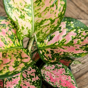 Aglaonema 'Crimson Love' - image 3