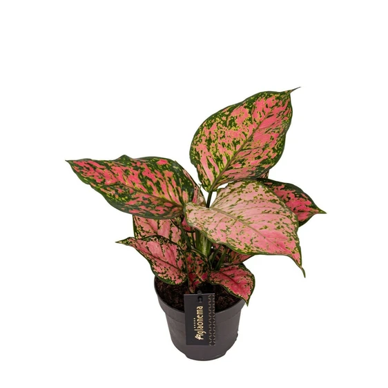 Aglaonema 'Crimson Love' - image 1