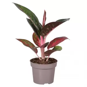 Aglaonema 'Dark Star' - image 1