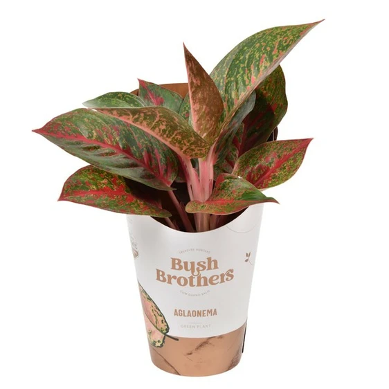 Aglaonema 'Dark Star' - image 2