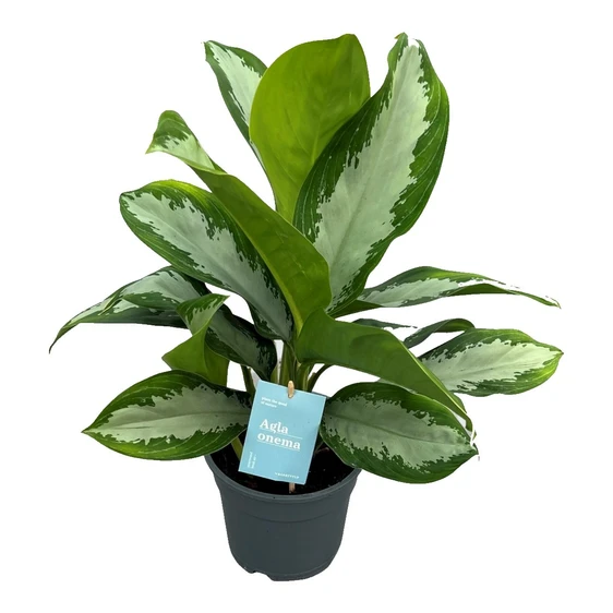 Aglaonema 'Diamond Bay'