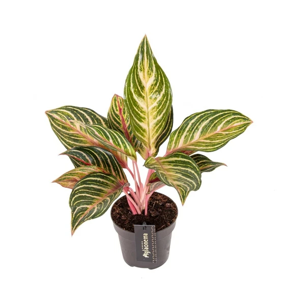 Aglaonema 'Dreamcatcher' - image 1