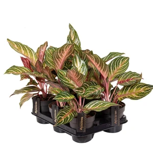 Aglaonema 'Dreamcatcher' - image 2