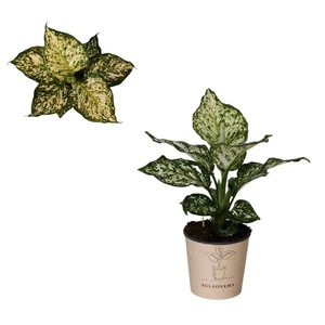 Aglaonema 'Elieen'
